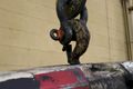 1 TON COFFING ELECTRIC CHAIN  HOIST: STOCK #73083