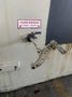 24" X .25" COE MODEL CPPS-PO-400-24 POWERED 7 ROLL COIL STRAIGHTENER: STOCK 18353