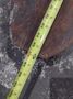 50,000 LB CAPACITY TAYLOR (EAGLE FRAME) MODEL #YS DETROIT DIESEL HEAVY DUTY FORKLIFT: STOCK #181