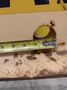 40,000 LBS (20 TON) X 10' PEERLESS CRANE SPREADER BAR LIFTING BEAM: STOCK #22643