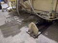 10 STAND X 2.5" X 21" KANE & ROACH MODEL #2ST-CRFM ADJUSTABLE WIDTH "C & Z PROFILE" ROLLFORMER: