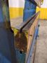 55 TON X 10' WYSONG MODEL #55-8 MECHANICAL PRESS BRAKE: STOCK #22730